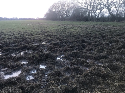 Non-SSSI field poached by winter grazing - created by more animals concentrated on a smaller area over winter