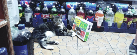 cat laying on shelf in a corner store 