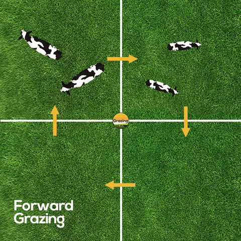 Forward grazing is when young calves have access to forage before the older cattle
