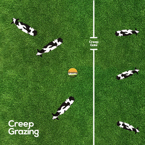 Creep grazing to benefits young calves with less stress when weaning.