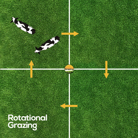 Rotational grazing setup - where cattle rotate around the field giving each section of forage rest for re growth