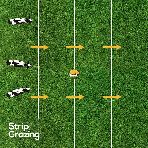 Strip grazing is where a feild will be divided into strips and will be moved along as needs be to get more access to forage