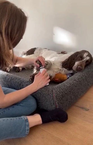 trimming dog nails with a relaxed dog