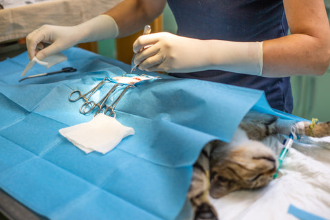 veterinary neuter cat