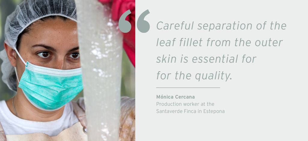 Production worker Mónica Cercana checking the quality of the leaf fillet of the aloe vera plant.