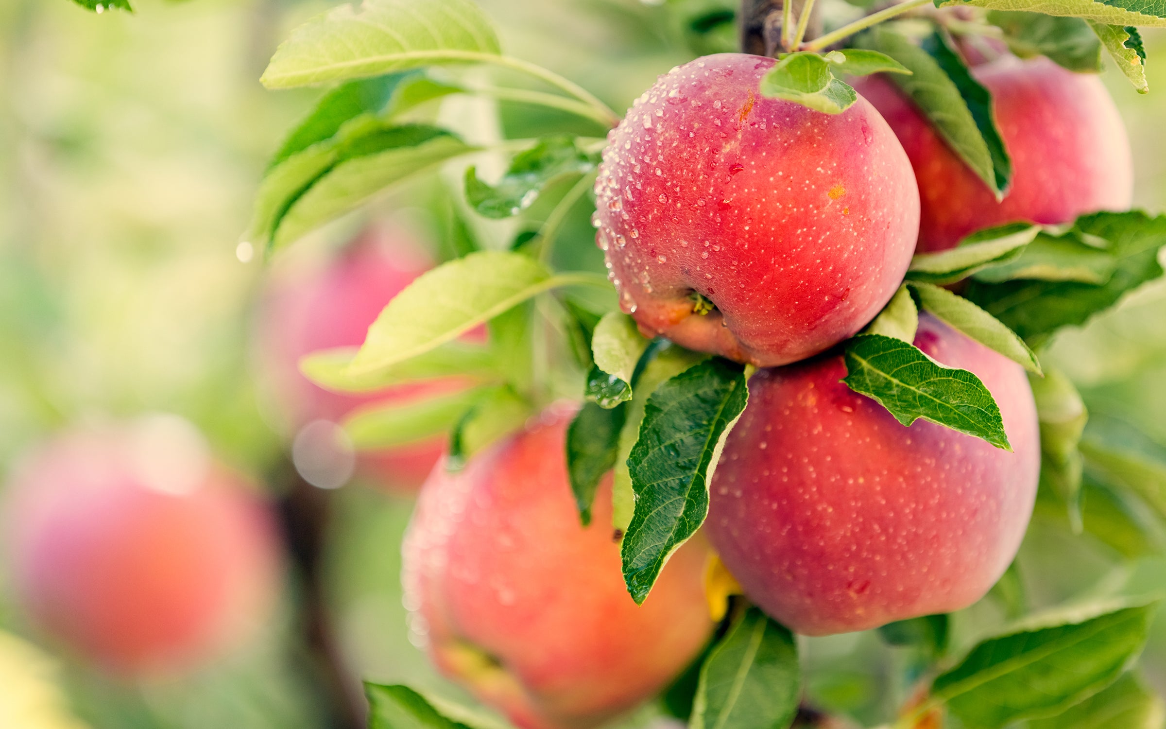 Apples on a tree