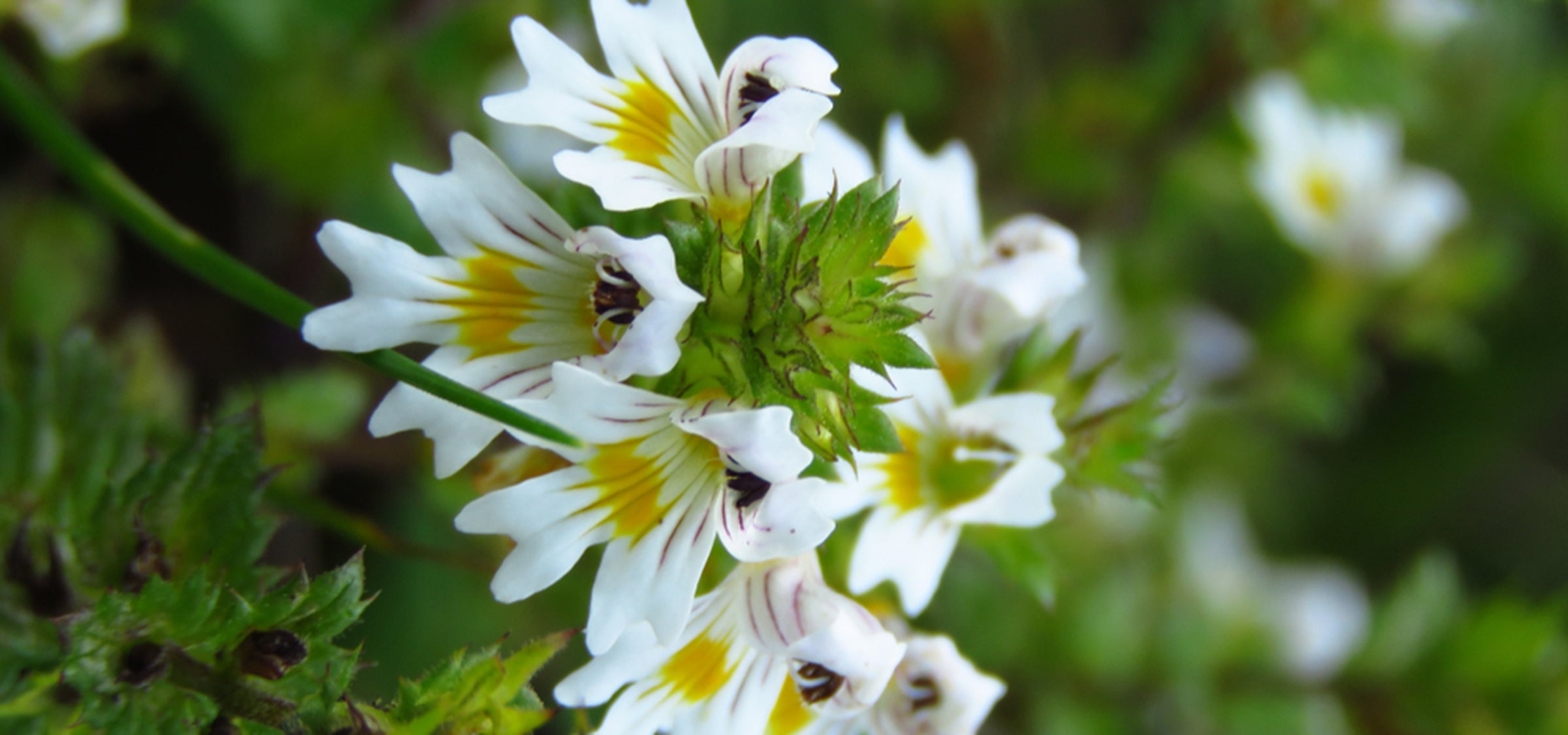 Eyebright flower