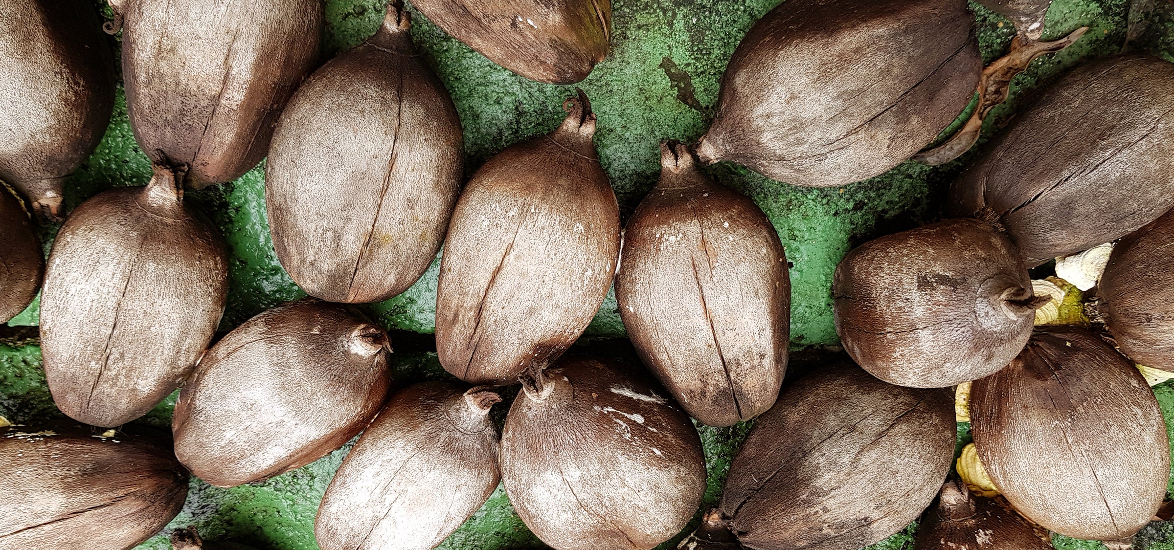 Babassu fruits