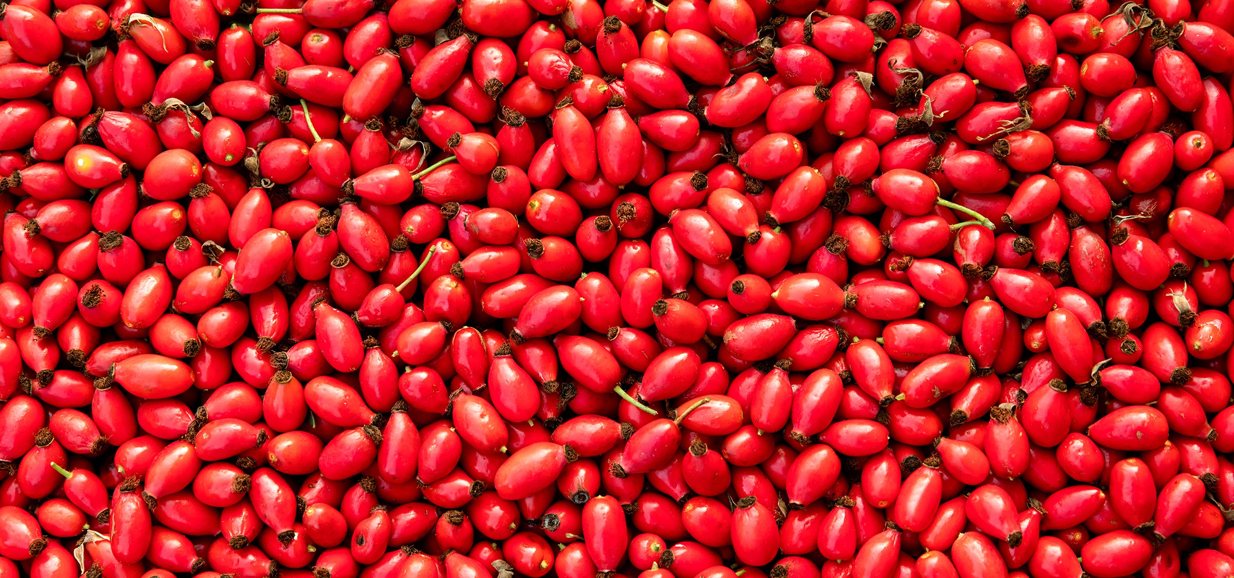 Rose hip fruits