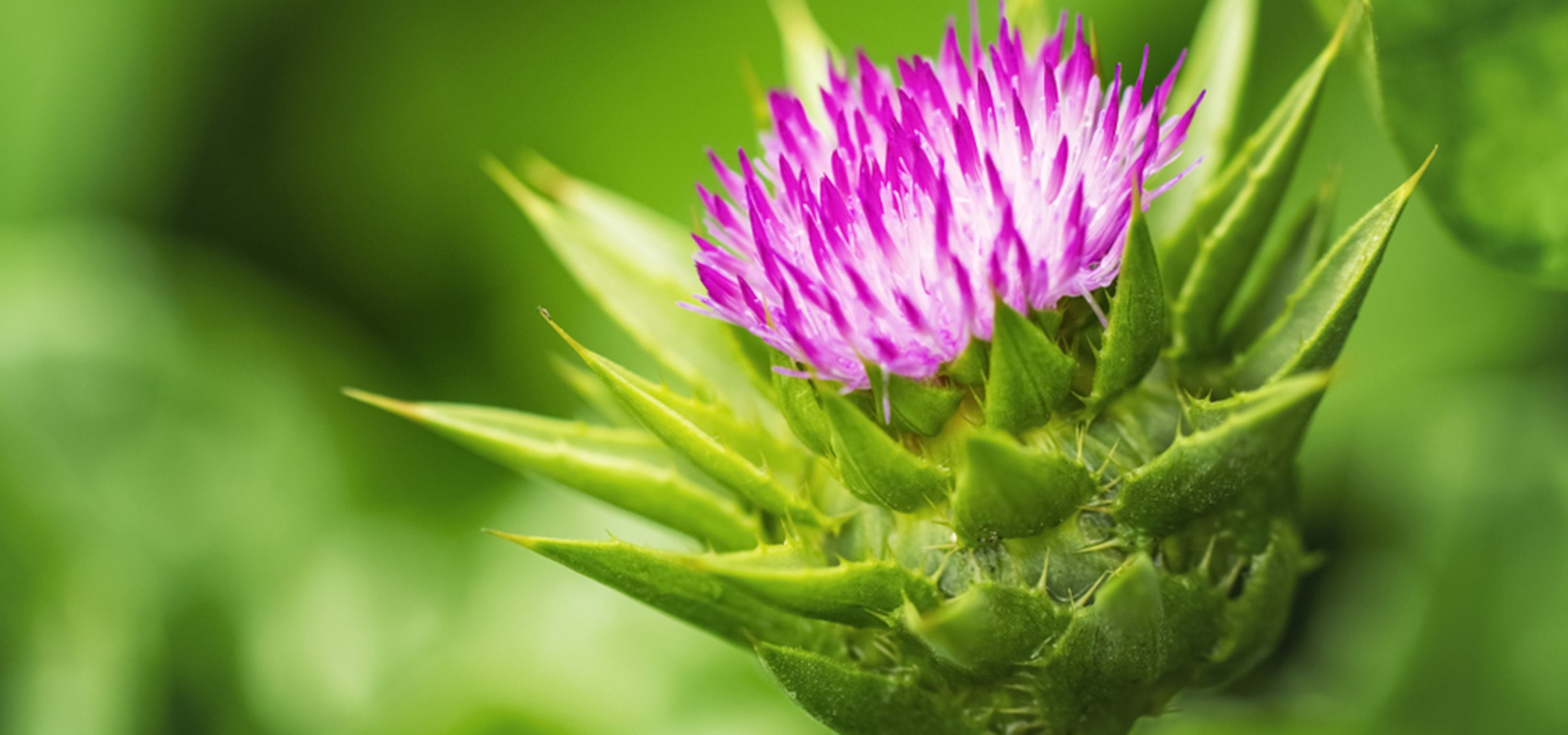 Milk thistle