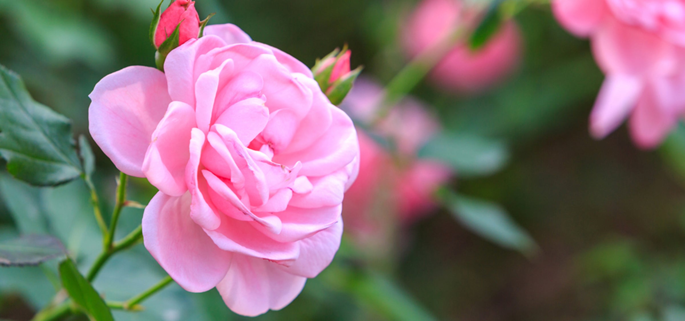 Rose in bloom