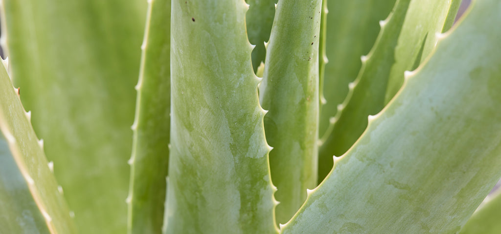 Close-up of an Aloe vera plant.