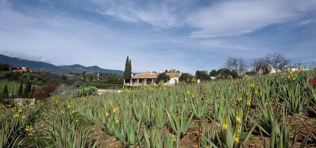 The Santaverde Finca in Andalusia.