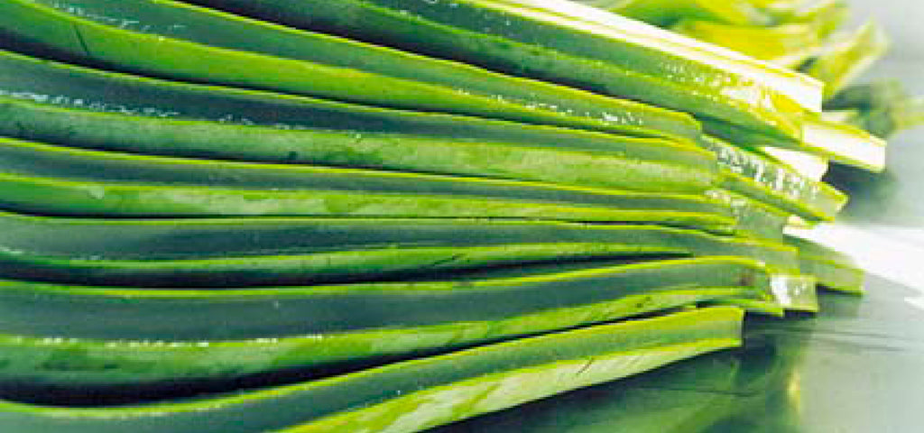 Aloe Vera fillets with peels, stacked 