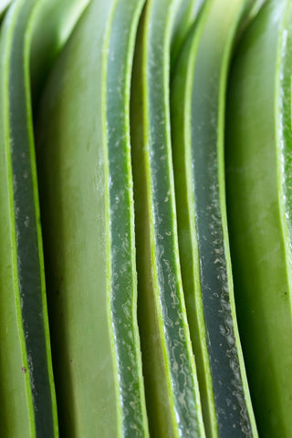 Cut open aloe vera leaves.