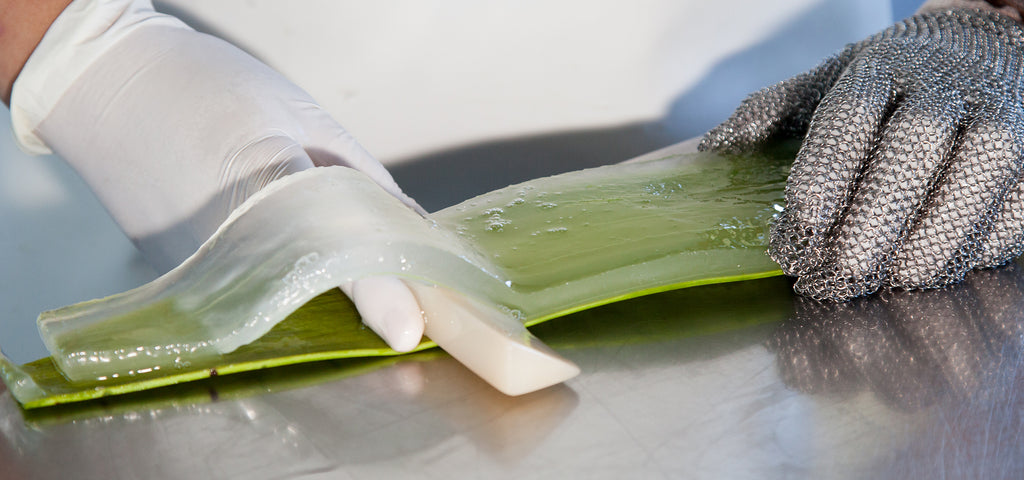 Aloe Vera fillet is peeled and processed by hand