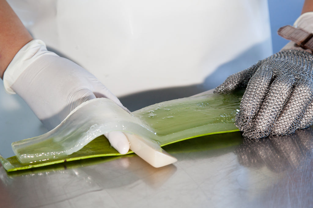 Filleting an aloe vera leaf.  