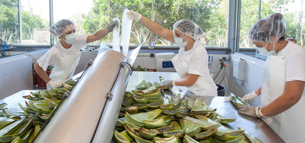 Production workers filleting aloe vera leaves in the laboratory at the Santaverde Finca.  