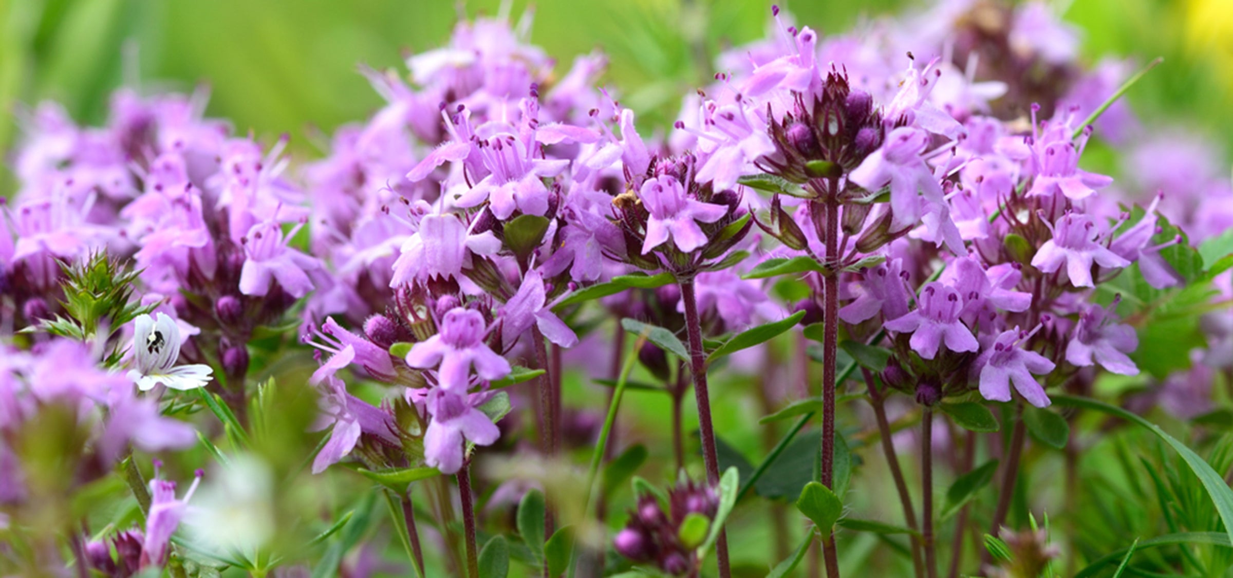 Thyme in bloom