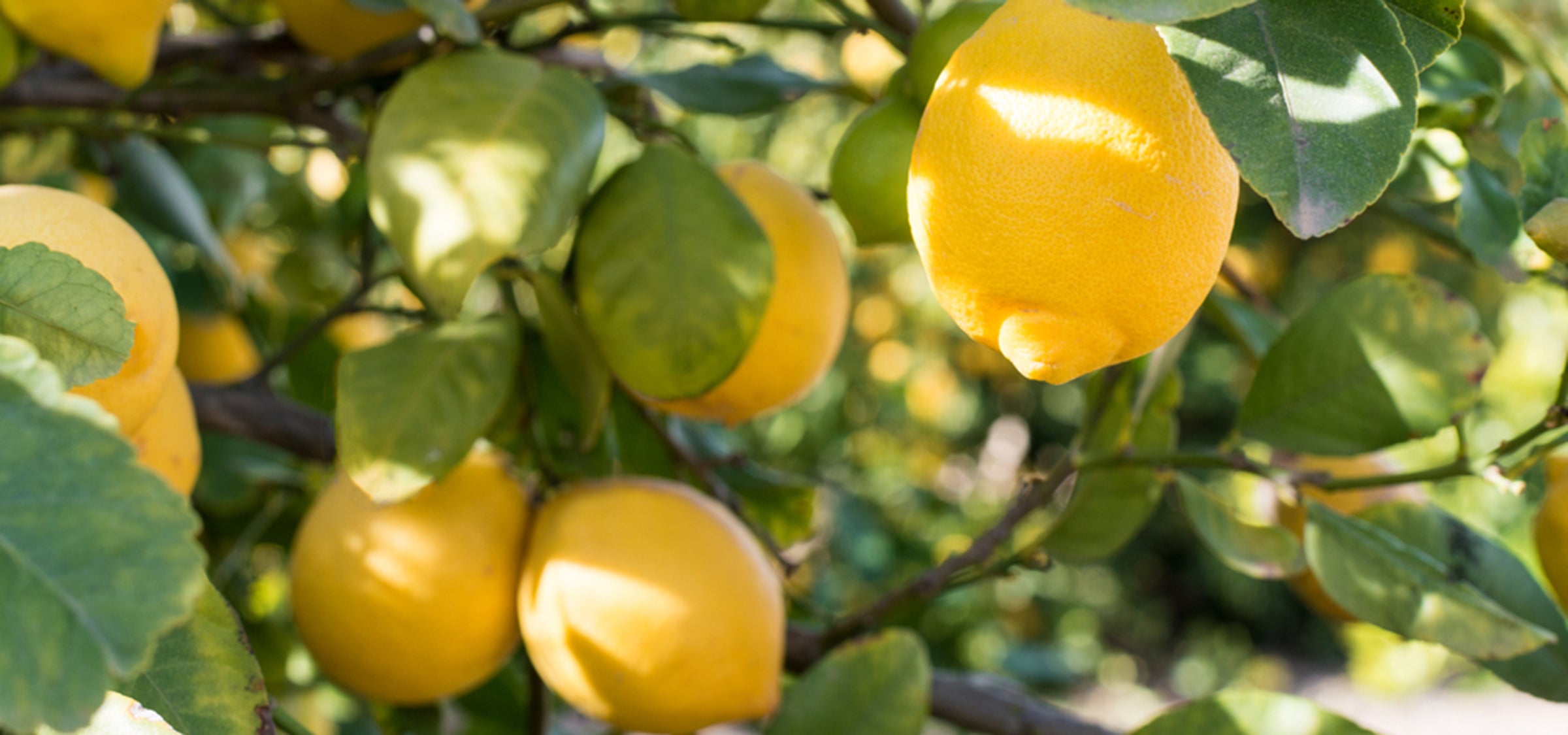 Lemons on a tree