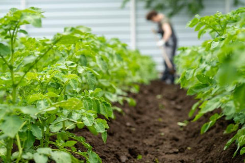 raised garden bed