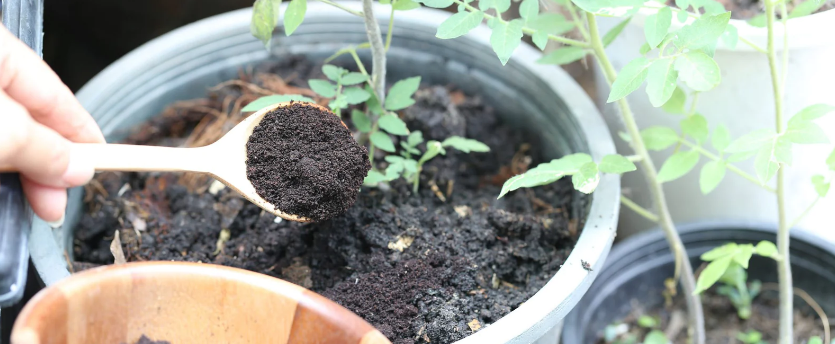 raised garden bed