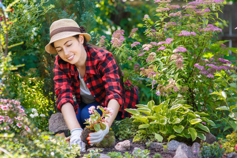 garden bed