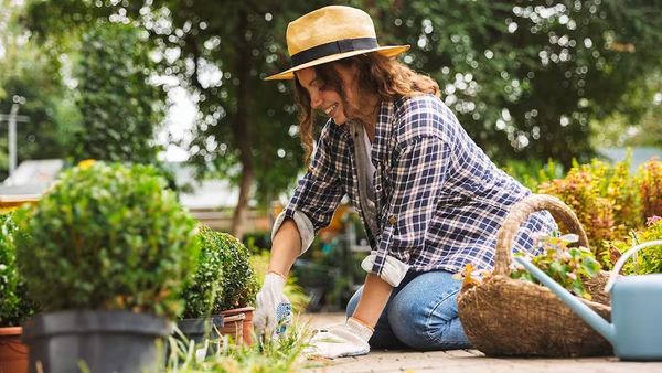 raised garden bed