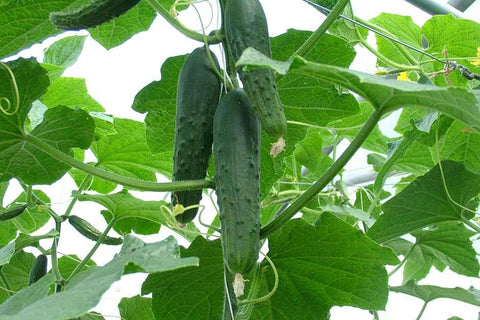 Savana cucumber