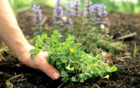 raised garden bed