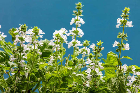 basil flowers