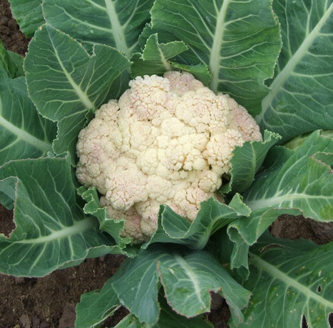 garden bed vegetables