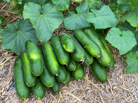 Savana cucumber