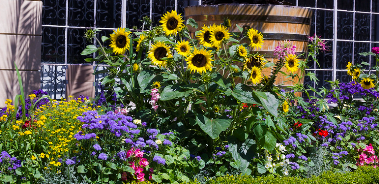 garden bed