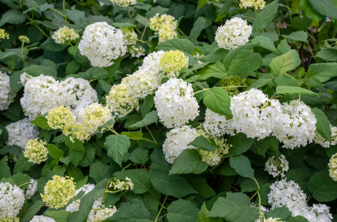 garden bed