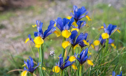 garden bed