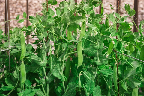 garden bed