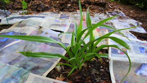 raised garden bed