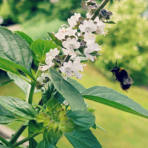 garden bed