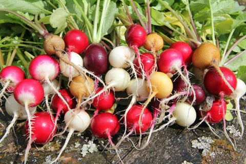 Radishes