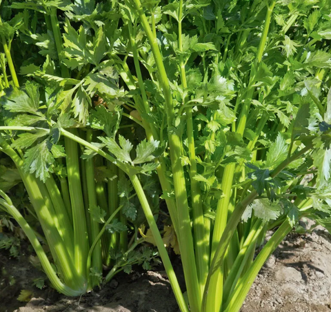 raised garden bed