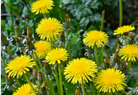 garden bed