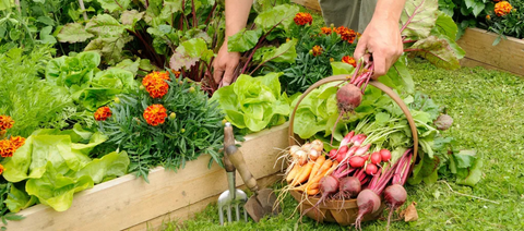 raised garden bed