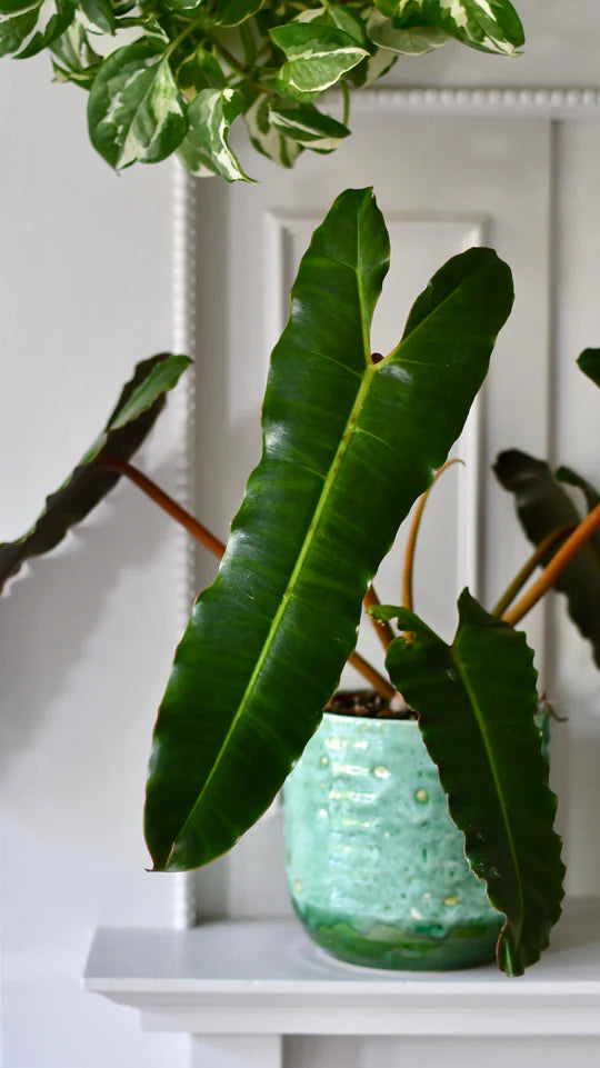 PHILODENDRON BILLIETIAE in a pot sitting on a shelf, young PHILODENDRON BILLIETIAE, philodendron plant, rare houseplant