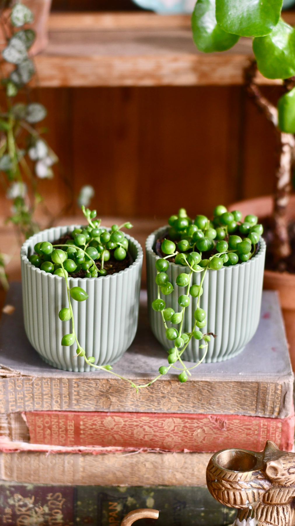 Variegated String of Pearls Plant Care: Water, Light, Nutrients