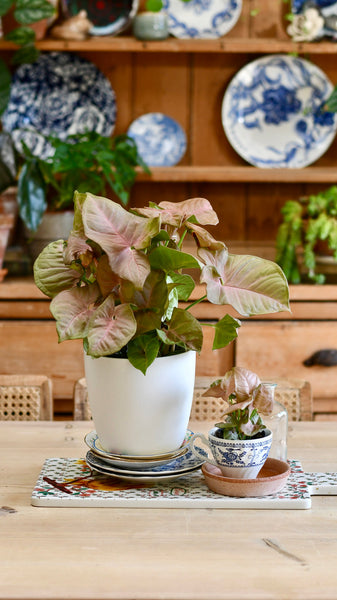 pink syngonium plant for valentines day 