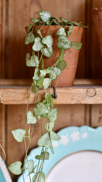 string of Hearts or Ceropegia woodii has many common names, including chain of hearts, the collar of hearts, rosary vine, hearts-on-a-string, and sweetheart vine.