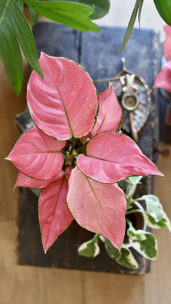 pink aglaomena plant 