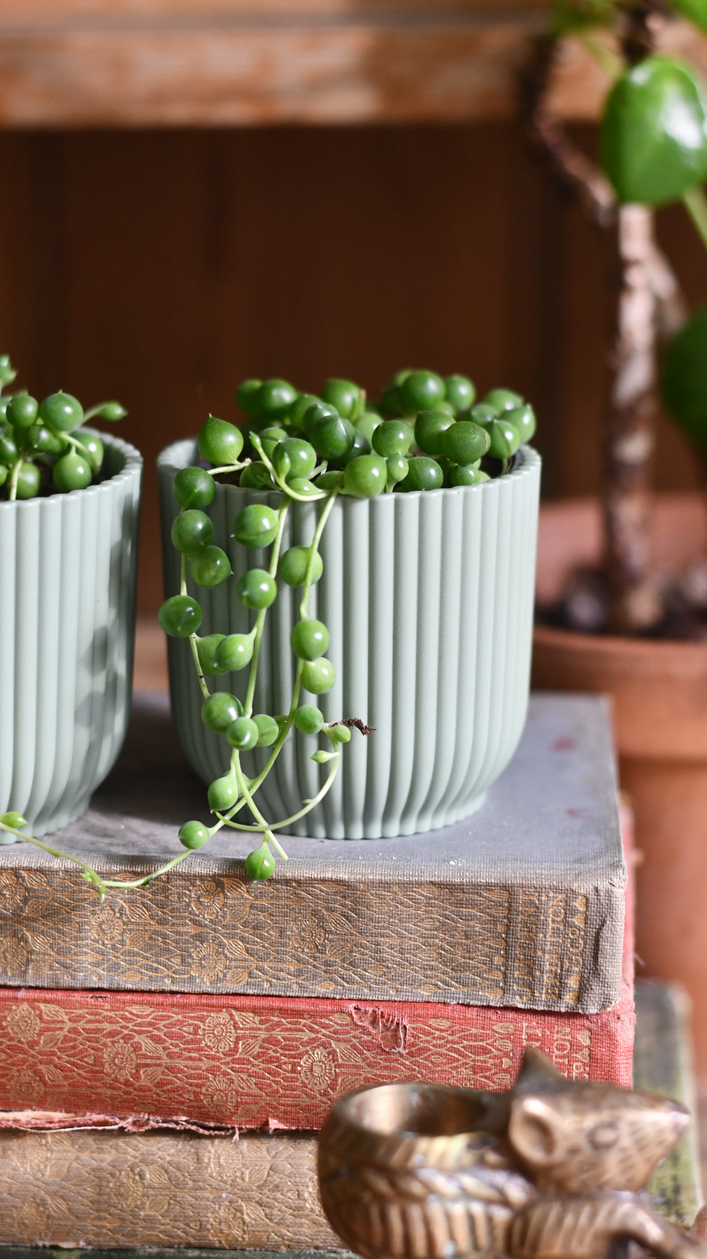 how to care for senecio rowleyanus 'string of pearls' - Leafy Life