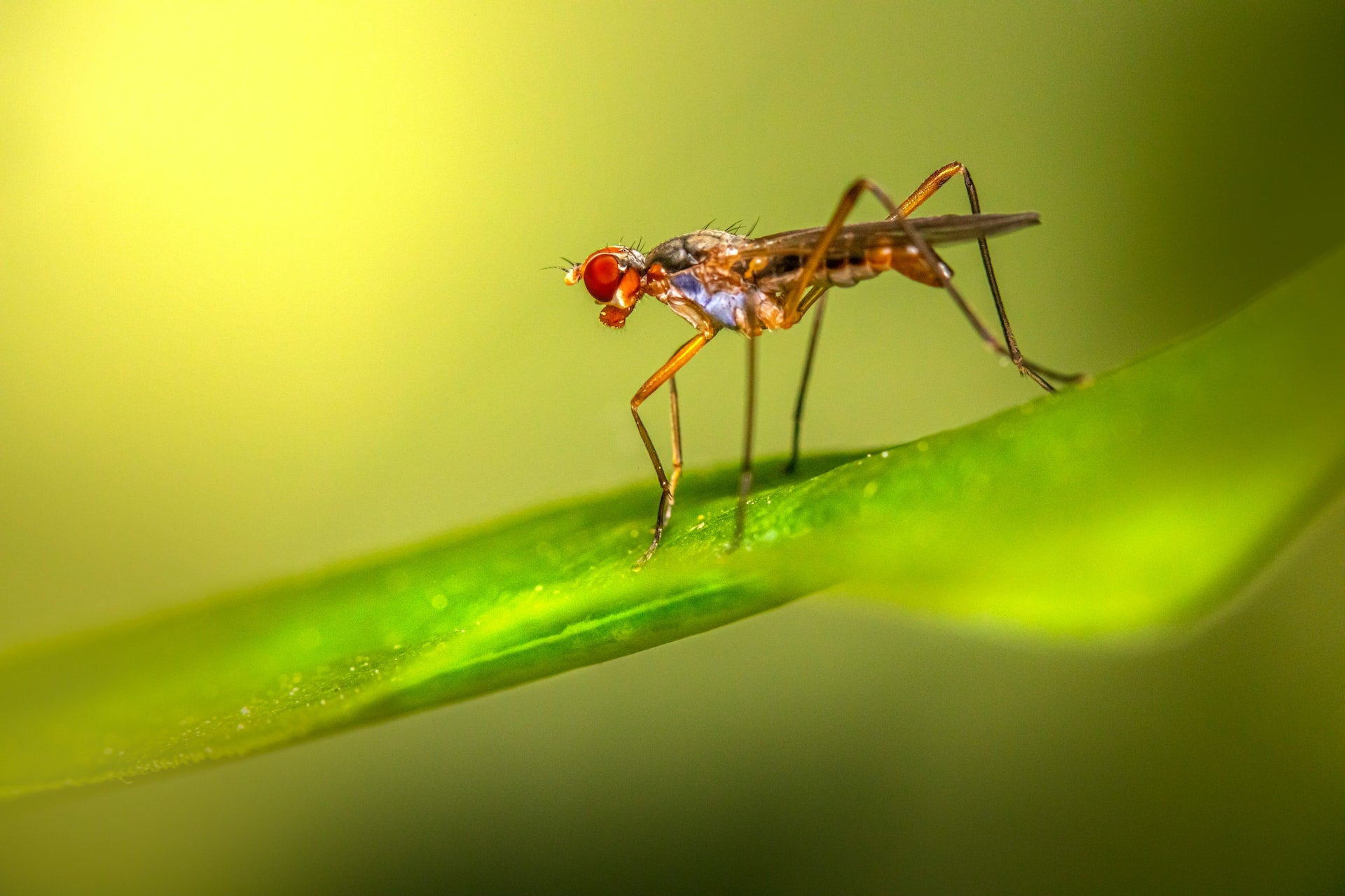 How to get rid of fungus gnats in your houseplants 